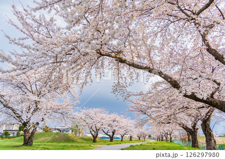 「青森県」桜満開のまぶち公園・八戸市 「青森県」桜満開のまぶち公園・八戸市 126297980