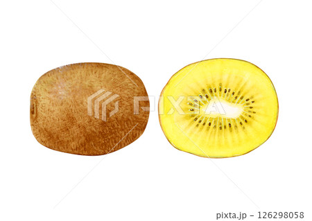 ゴールドキウイ　果物 断面　水彩 イラスト 126298058
