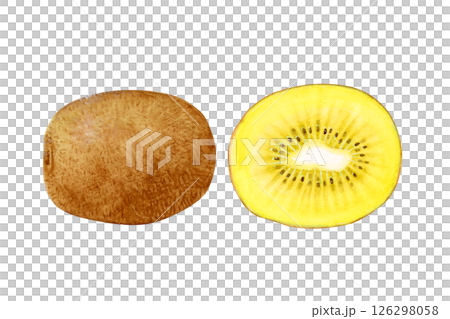 黃金獼猴桃橫切面水彩插圖 126298058