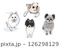 いろいろな犬のポーズセット　(チワワ・スピッツ・ポメラニアン・ポメプー) 126298129