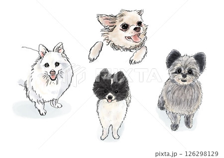 いろいろな犬のポーズセット　(チワワ・スピッツ・ポメラニアン・ポメプー) 126298129