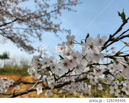桜のある風景 126298406