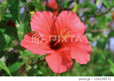ハイビスカス（沖縄県・読谷村） 126298572