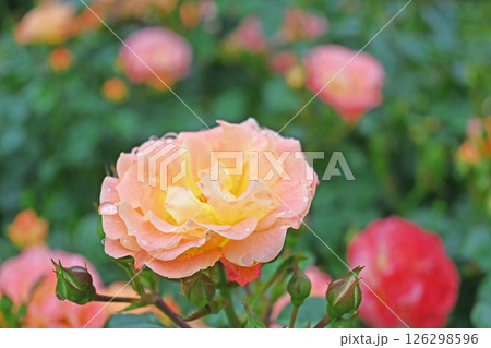 バラの花 126298596