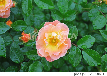 バラの花 126298601