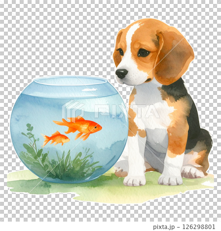 比格犬小狗看著金魚缸的復古插圖 2 / 傳單和海報材料 比格犬小狗看著金魚缸的復古插圖 2 / 傳單和海報材料 126298801