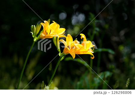 萱草の花 萱草の花 126298806