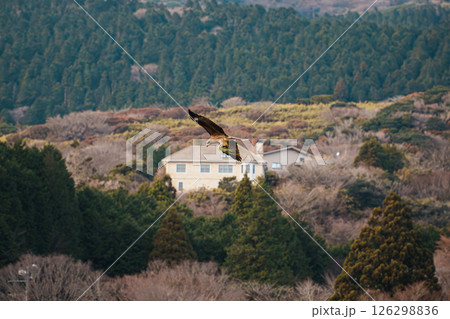 Soaring Hawk Over Forested Hillside Village 126298836