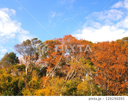 晩秋の「21世紀の森と広場」の黄葉の森と青空風景 晩秋の「21世紀の森と広場」の黄葉の森と青空風景 126298891