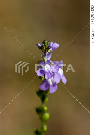 松葉海蘭 126298892