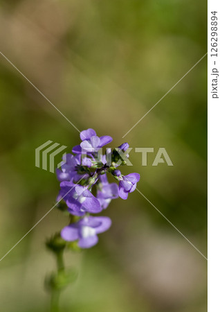 松葉海蘭 126298894