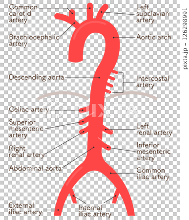 Artery illustration Artery illustration 126298991