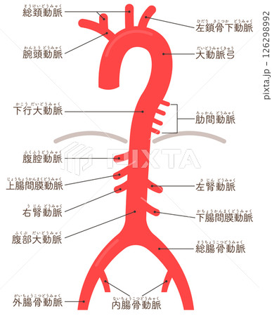 大動脈のイラスト・artery illustration 126298992