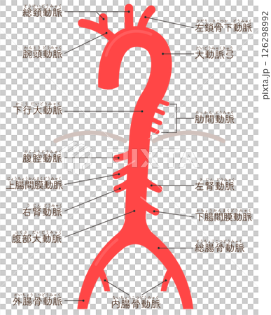 Artery illustration 126298992