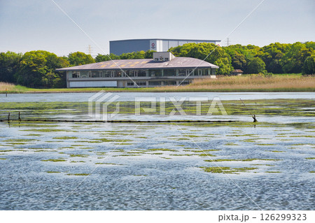 谷津干潟(千葉県習志野市) 谷津干潟(千葉県習志野市) 126299323