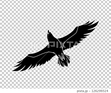 Black and white illustration of a flying eagle seen from below (with white border) 126299324