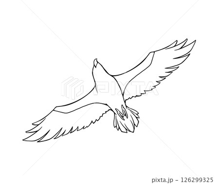 下から見た飛んでいるワシの線画イラスト 126299325