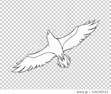 下から見た飛んでいるワシの線画イラスト 126299325