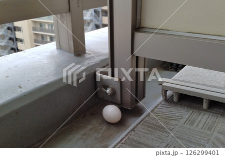 ベランダに鳩が卵を産んだ 126299401