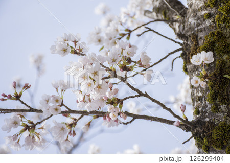 青空と桜の木 126299404