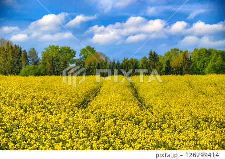 Stunning view of a yellow rapeseed field blooming under a clear blue sky with puffy clouds. 126299414