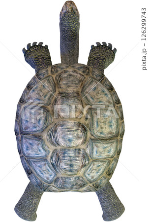 ゾウガメ ゾウガメ 126299743