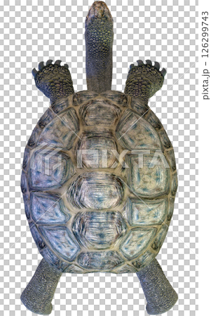 ゾウガメ ゾウガメ 126299743