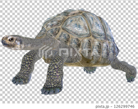 ゾウガメ 126299746