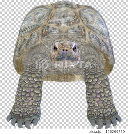 ゾウガメ 126299750