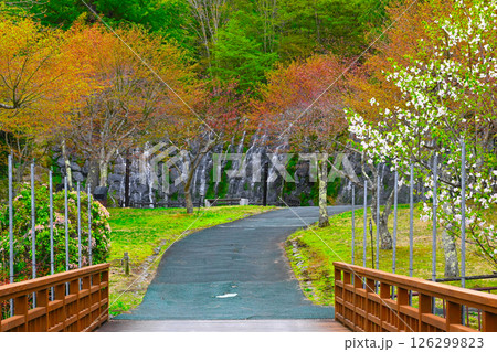 山中湖 花の都公園の景色 山中湖 花の都公園の景色 126299823