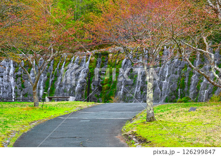 山中湖 花の都公園の景色 山中湖 花の都公園の景色 126299847