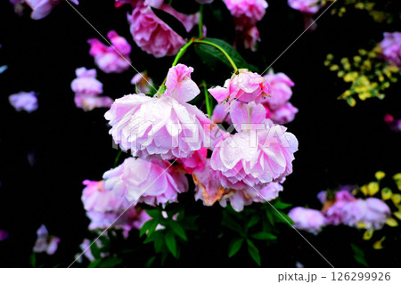 雨あがり、花は俯く 126299926