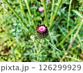 アザミの蕾 250519 126299929