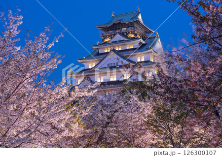 夜の大阪城天守閣 ライトアップされた夜桜 夜の大阪城天守閣 ライトアップされた夜桜 126300107