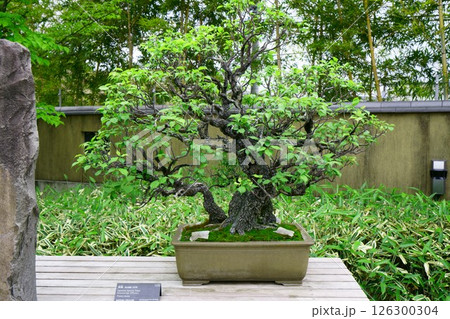 7845　盆栽　野梅　BONSAI 126300304