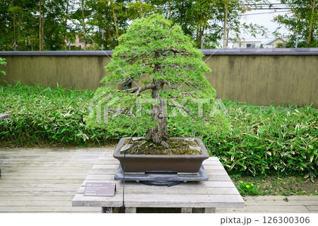 7847 盆栽 五葉松 BONSAI 7847 盆栽 五葉松 BONSAI 126300306