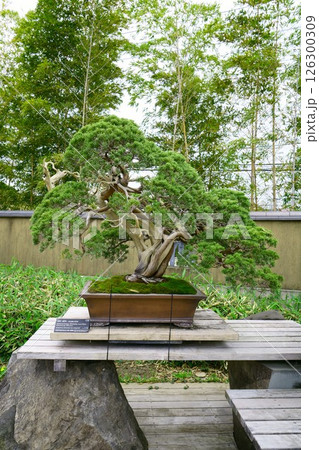 7850　盆栽　真柏　「武甲」　BONSAI 126300309