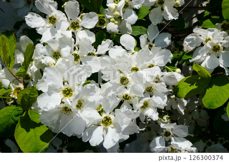 白く清楚で美しいリキュウバイ 126300374