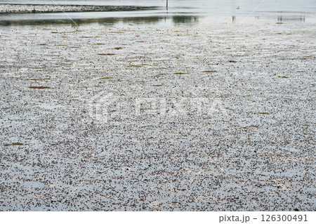 谷津干潟（千葉県習志野市） 126300491
