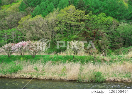 新緑の木曽川 水の始発駅公園近くの桜に囲まれたべんざい天 新緑の木曽川 水の始発駅公園近くの桜に囲まれたべんざい天 126300494