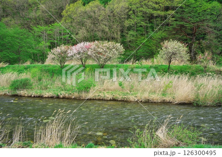 新緑の木曽川　水の始発駅公園近くの桜に囲まれたべんざい天 126300495