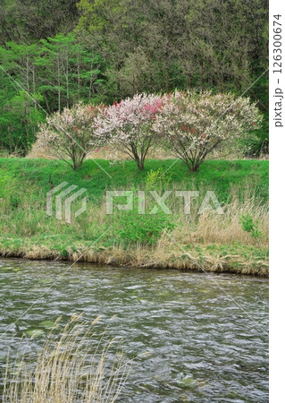 新緑の木曽川源流の里 桜咲く水の始発駅公園 新緑の木曽川源流の里 桜咲く水の始発駅公園 126300674