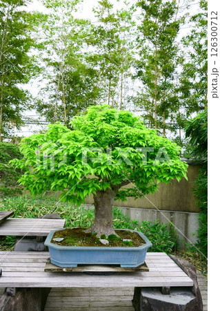 7852　盆栽　欅　BONSAI 126300712