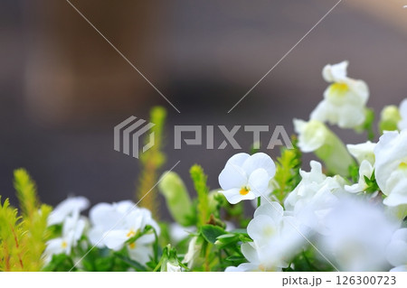 花壇に咲くスミレの花 花壇に咲くスミレの花 126300723