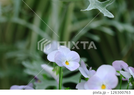 花壇に咲くスミレの花 花壇に咲くスミレの花 126300763