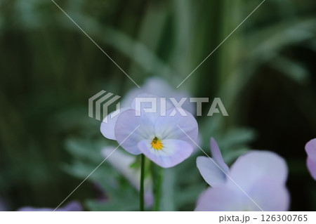 花壇に咲くスミレの花 126300765