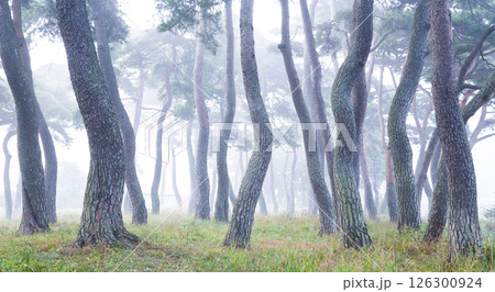 A misty pine forest like a sumi-e painting 126300924