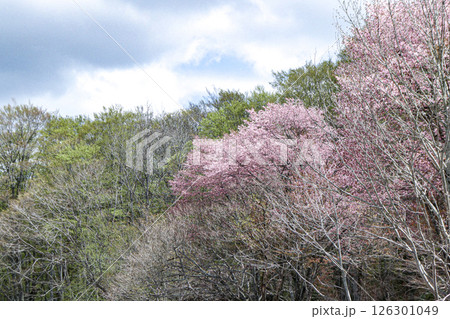 靑森県の豪雪地帯酸ヶ湯の遅い芽吹きと山桜の花 靑森県の豪雪地帯酸ヶ湯の遅い芽吹きと山桜の花 126301049