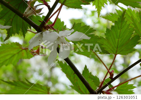 白くうつむいて咲くモミジイチゴの可憐な花 126301051