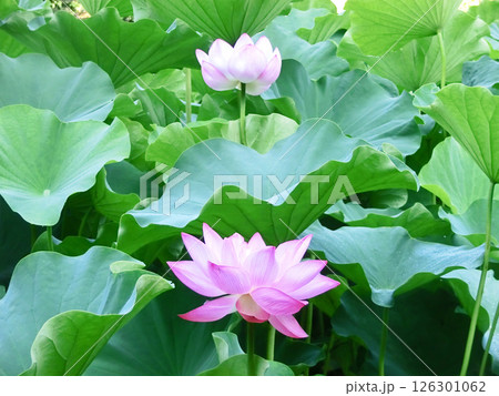 薬師池公園の蓮の花（東京都町田市） 126301062